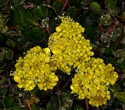 Eriogonum umbellatum 19-4715